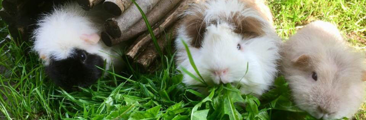 angora guinea pig