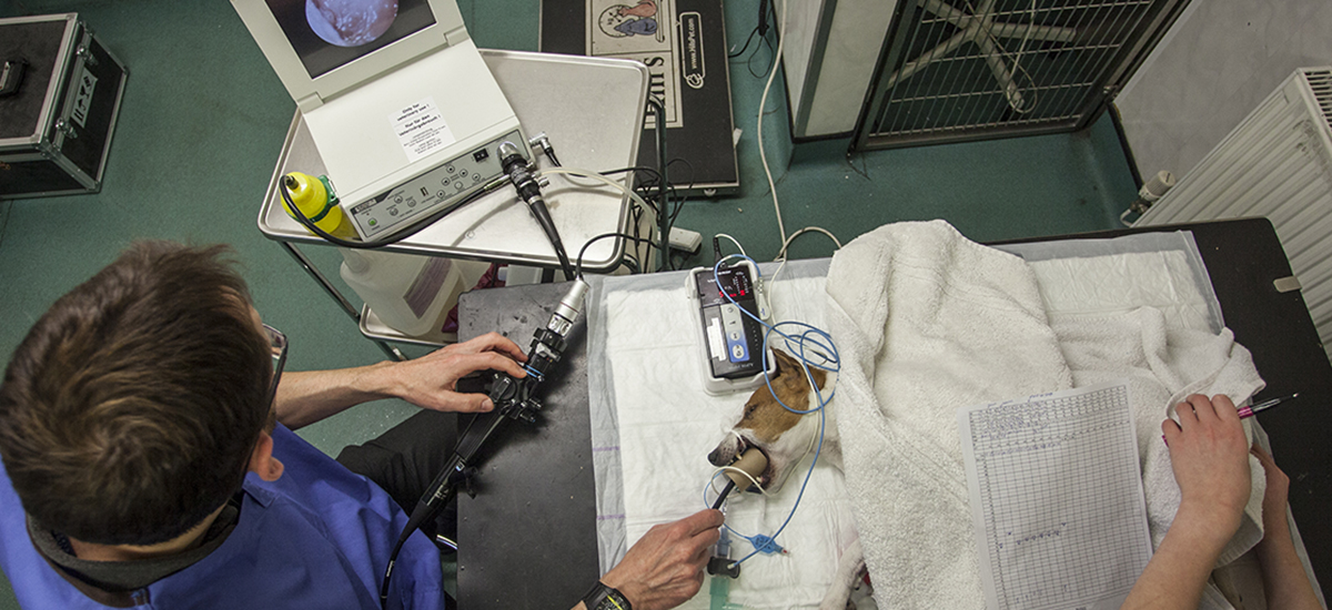 Bronchoscopy at Valley Veterinary Hospital