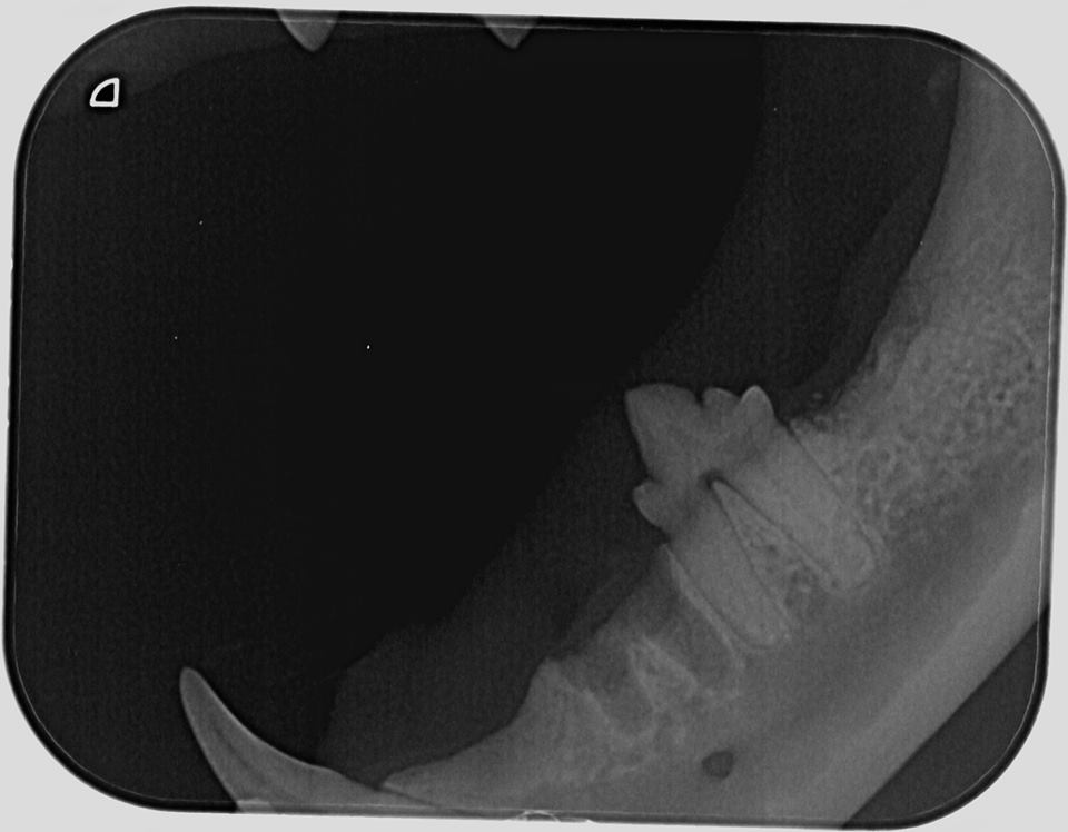 Cat xray after extraction of tooth.