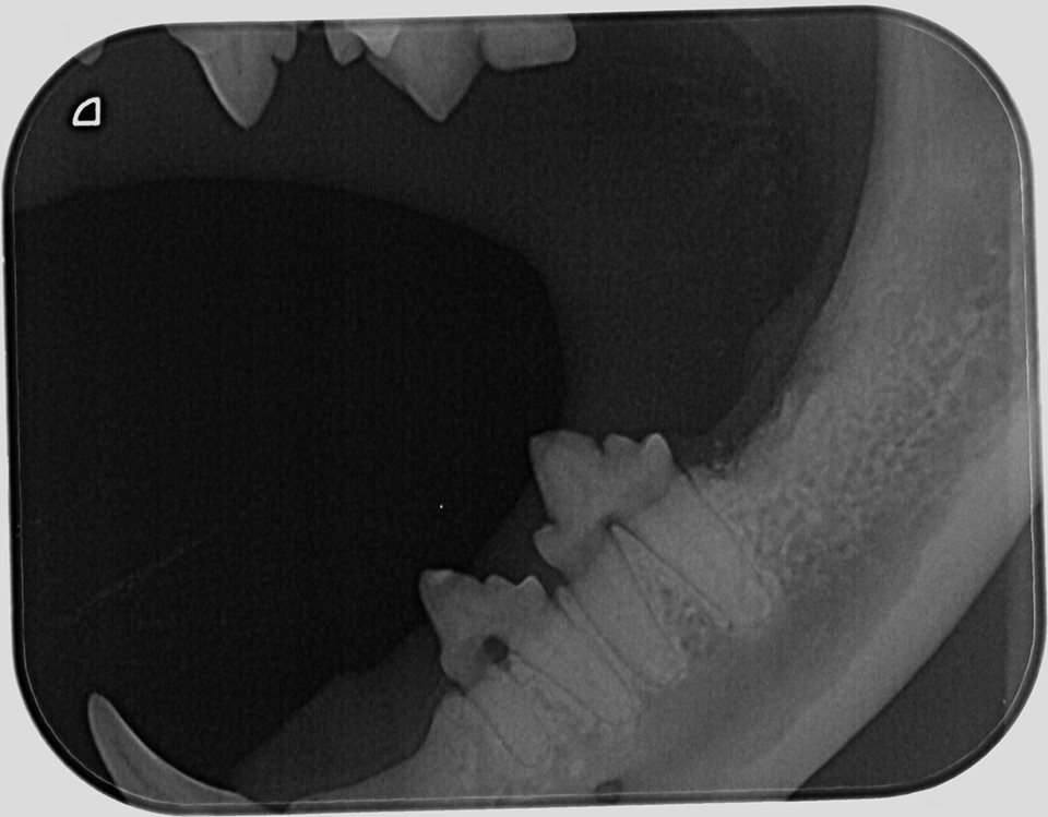 Dental xray of a cat before extraction of tooth