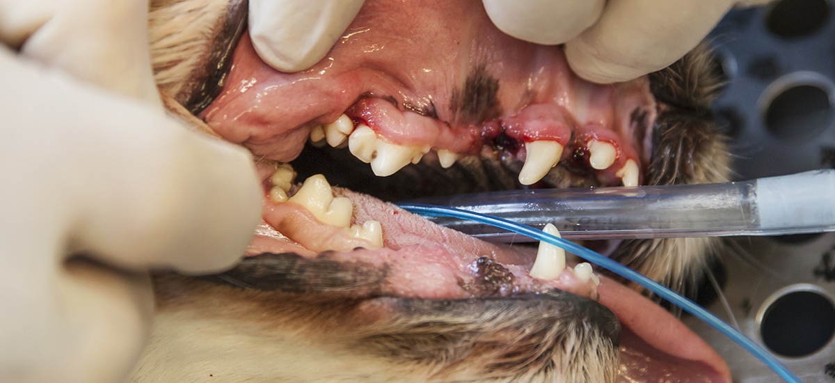 Dentistry at Valley Veterinary Hospital