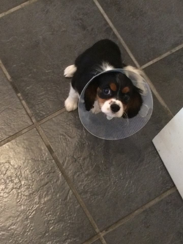 Dog in buster collar