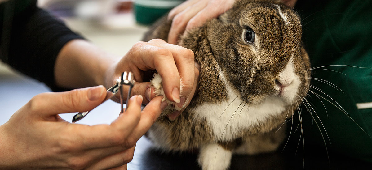 taking rabbit to vet