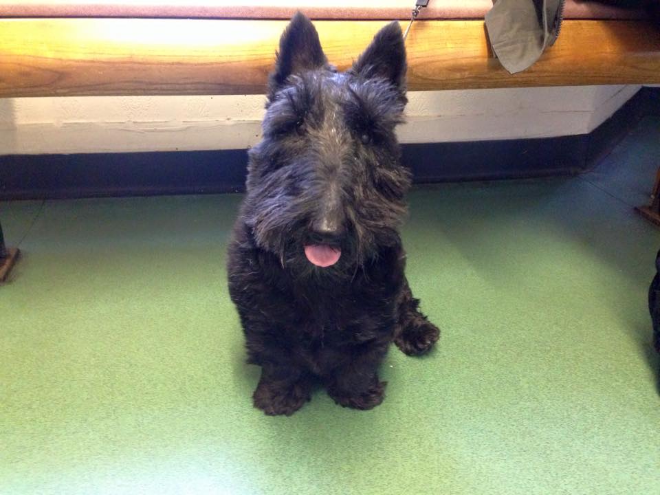 Dog rescued from river taff
