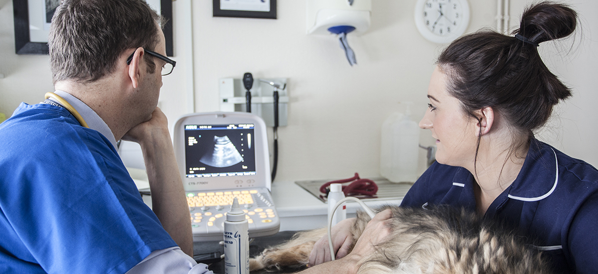 Imaging Guided Biopsies at Valley Veterinary Hospital