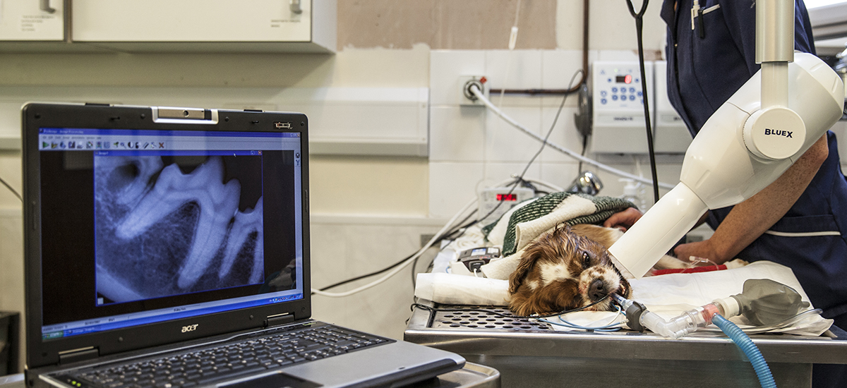 Imaging Radiography at Valley Veterinary Hospital