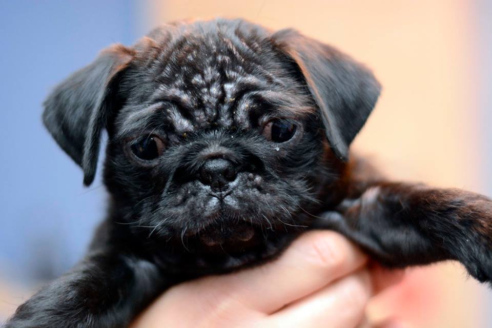 Puppy with demodex mites Puppy recovers after demodex mites