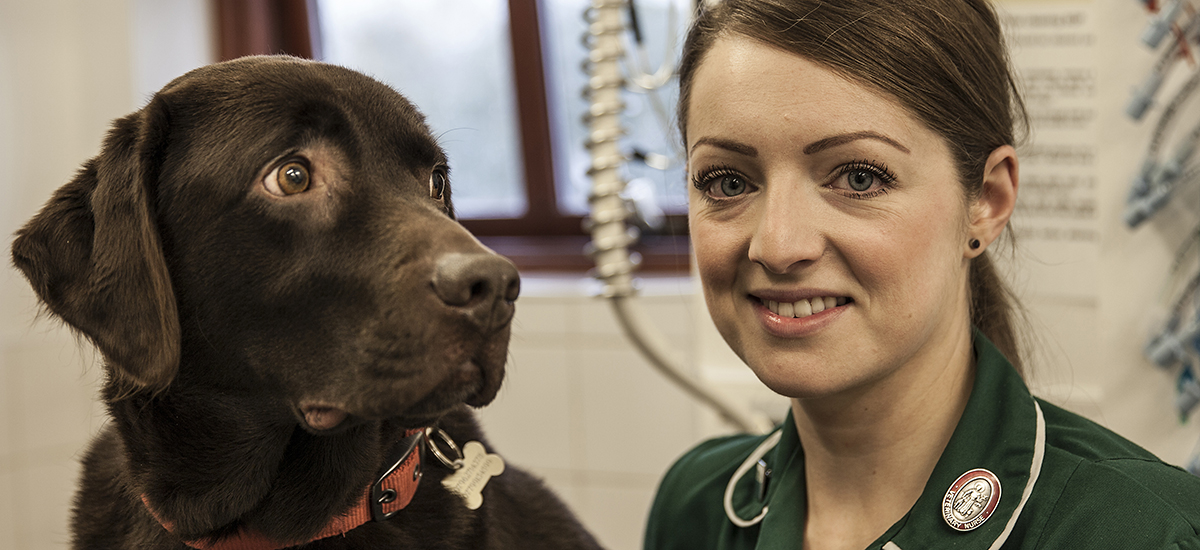 Rhinoscopy at Valley Veterinary Hospital