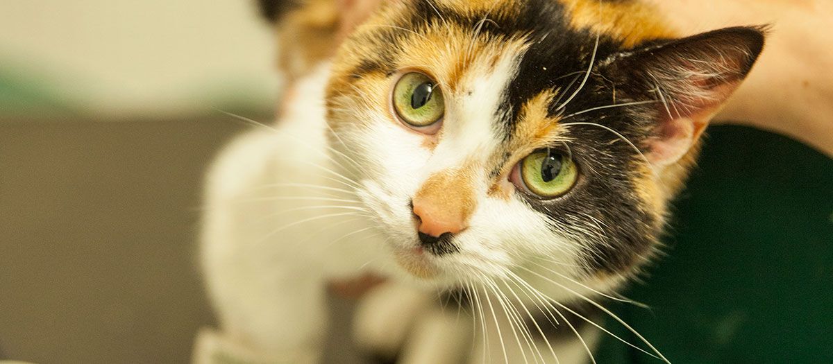 Valley Vets Ltd | Your Local Vet in Cardiff, Caerphilly, Ystrad Mynach and Pentyrch Valley Vets Ltd | Your Local Vet in Cardiff, Caerphilly, Ystrad Mynach and Pentyrch