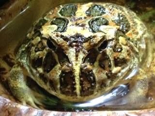 Pacman frog Pacman frog
