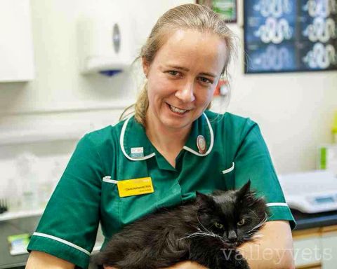 cat weight clinic free cat weight clinics