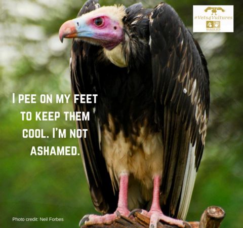 Why You Should Love Vultures Part 1: Misunderstood until it was