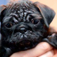 Puppy recovers after demodex mites