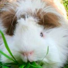 Basic Guinea Pig Care