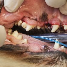 Dentistry at Valley Veterinary Hospital