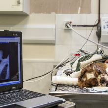 Imaging Radiography at Valley Veterinary Hospital