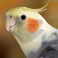 Feeding Pet Parrots 