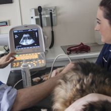 Ultrasonography at Valley Veterinary Hospital