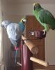 Birds at home recovering well