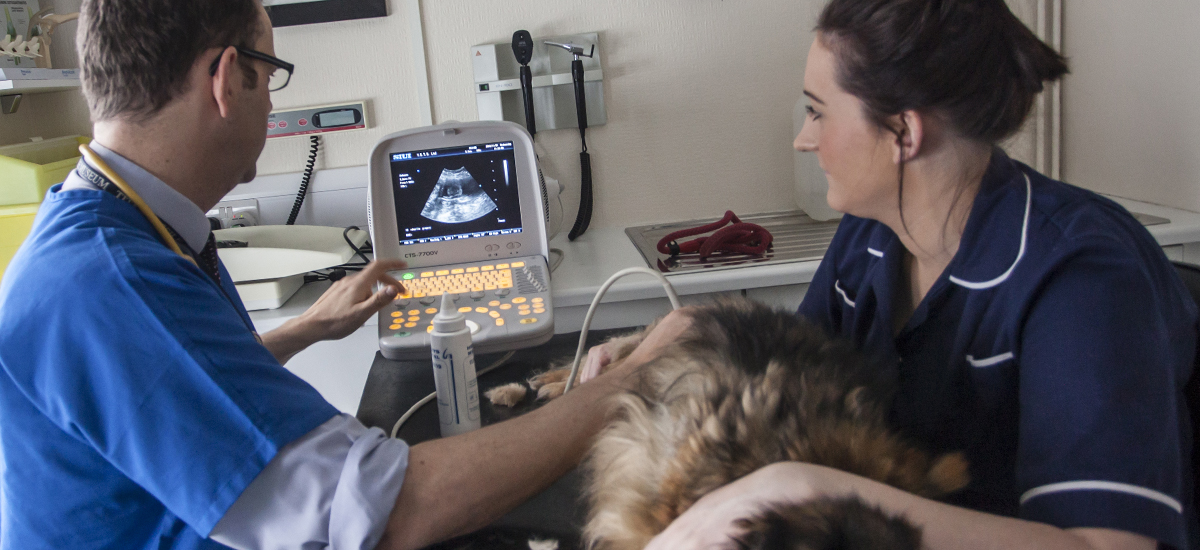 Ultrasonography at Valley Veterinary Hospital