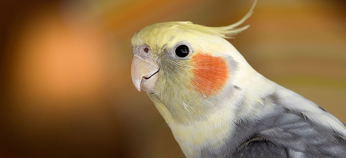 Feeding Pet Parrots 