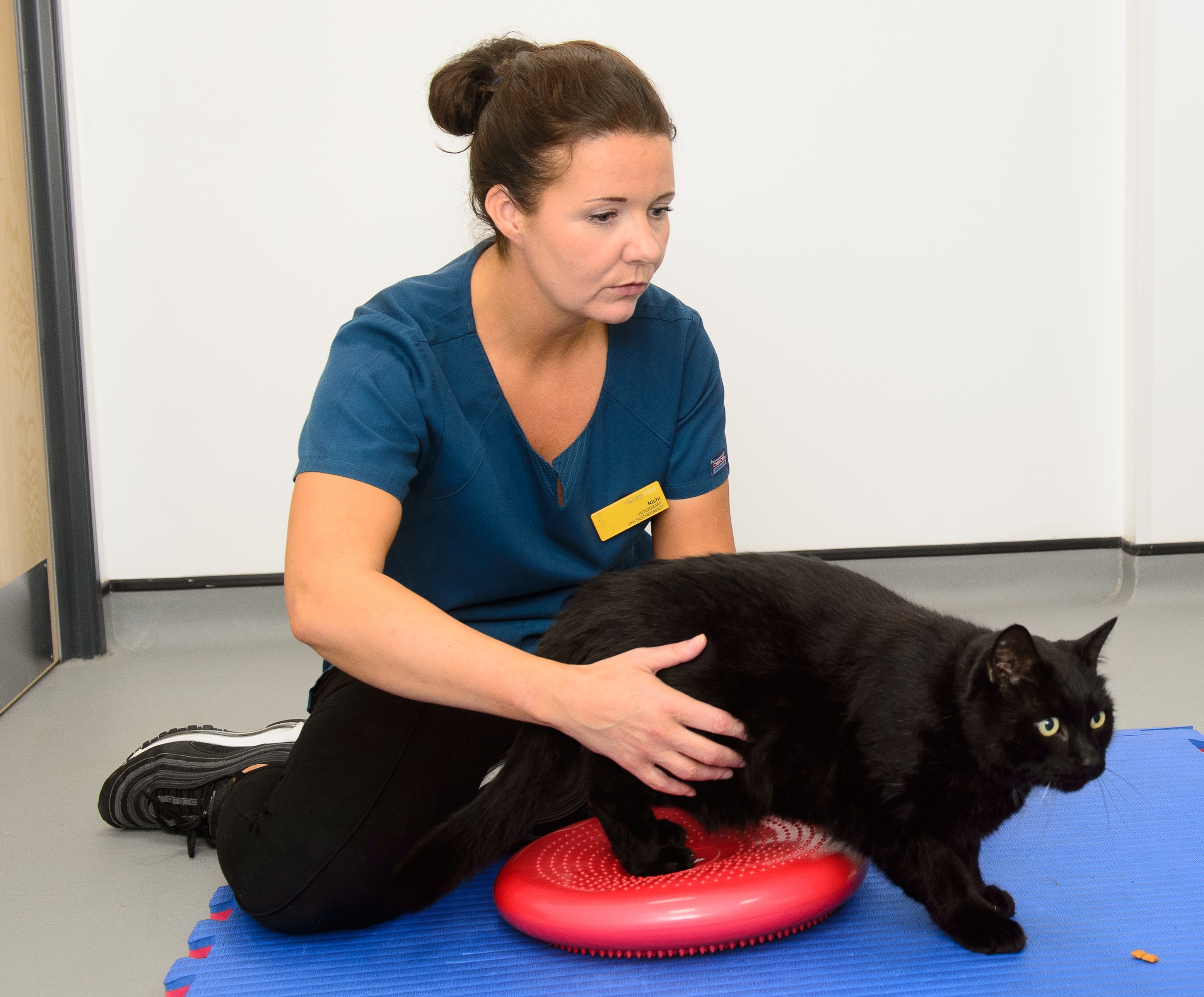 Cat and Dog rehabilitation with our Hydrotherapy, Thermotherapy and Electrotherapies rehabilitation methods