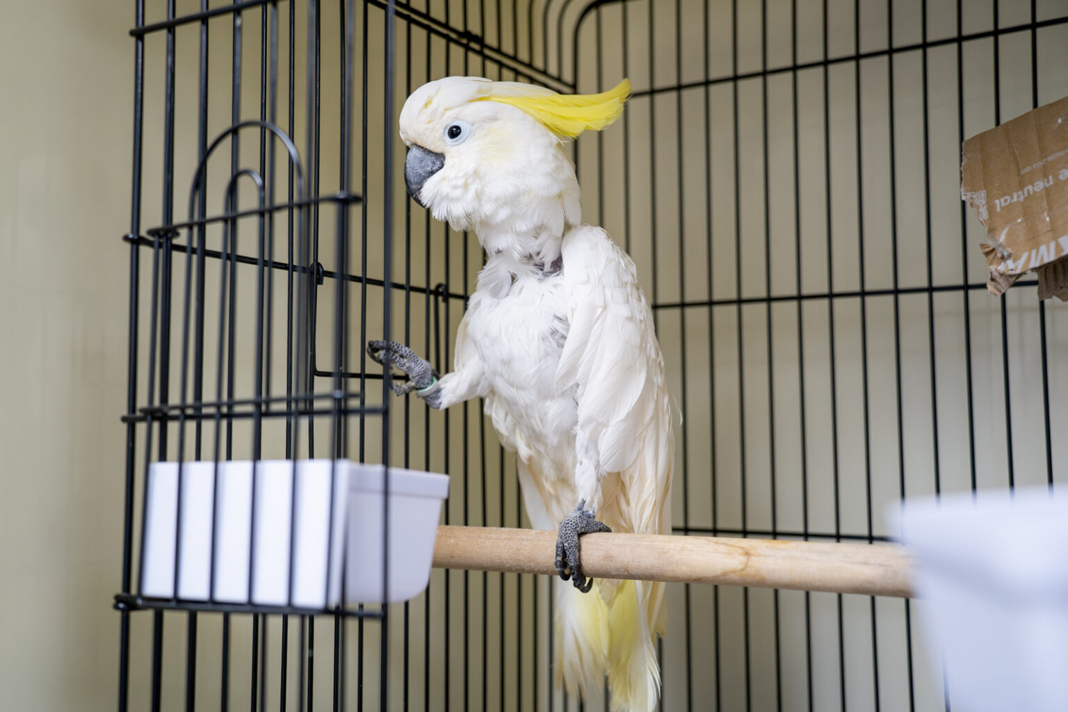 Vanderpool Exotics Exotic Pets | Valley Vets